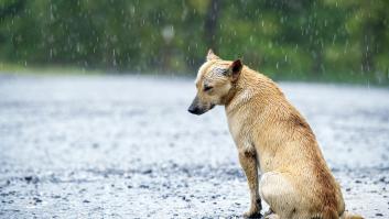 Recogida de firmas para salvar a un perro que lleva tres años en una terraza de Santoña