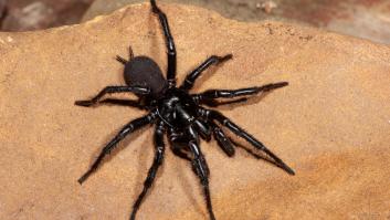 El veneno de la araña más letal del planeta depende de su estado de ánimo