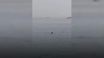 Muere un turista ruso por un ataque de tiburón en una ciudad balneario de Egipto