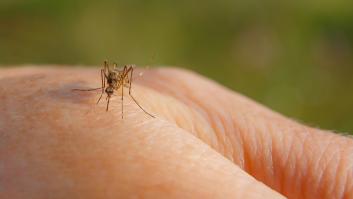 Llegan el calor y los mosquitos: ¿cómo saber si soy alérgico a las picaduras?