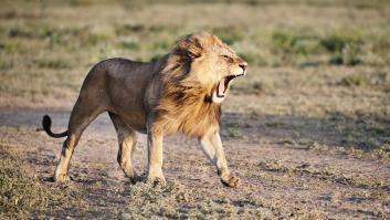 Indignación con un zoo que da de comer cebra a un león