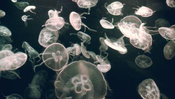 Las medusas invaden España antes de tiempo: tipos y cuáles pican