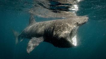 El tiburón peregrino, enorme pero inofensivo