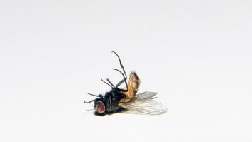 El truco para ahuyentar a las moscas este verano y evitar que entren en casa