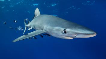 Pánico en la Costa Brava por la llegada de dos tiburones