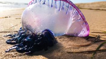 Esta es la listas de medusas más peligrosas que llegan a las playas españolas