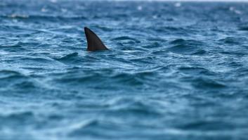 Estas son las playas españolas con más riesgo de ver tiburones estos días