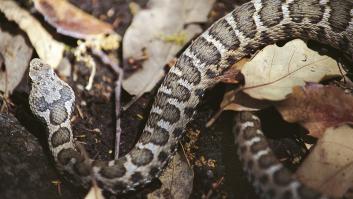 Estas son las cinco serpientes más venenosas en España