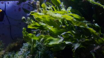 Hallan el uso perfecto para el alga invasora del Mar Menor