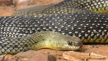 Estos son los lugares donde se esconden las serpientes más venenosas de España
