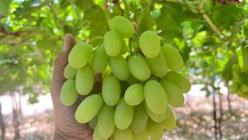 Pillan a Egipto colando en Europa uvas ilegales camufladas