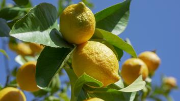 España aprueba el nuevo tipo de limón sin semillas
