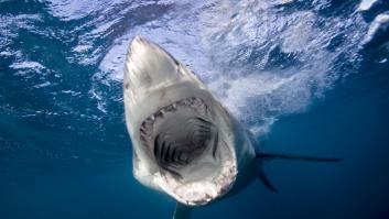 Los 3 métodos para salir ileso del ataque de un tiburón