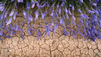 Europa mitiga la sed del campo español: 81 millones de ayudas por sequía llegan hoy