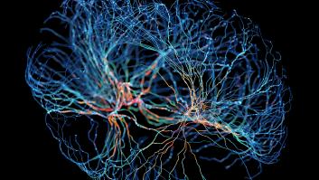 Científicos revelan los seis superalimentos que ayudan a cuidar tu cerebro