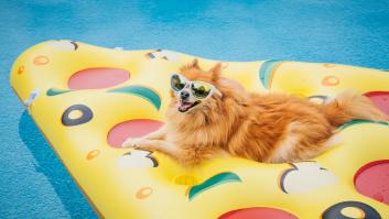 Se desata la fiebre con el 'beach club' para perros en Madrid