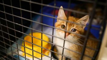 Polonia investiga un brote de gripe aviar que afecta a los gatos domésticos