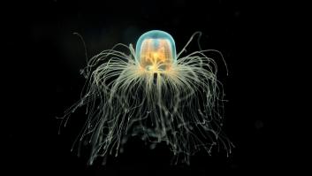 El increíble hallazgo de la 'medusa inmortal'