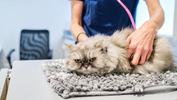 ¿Cómo detectar si tu gato está contagiado de gripe aviar?