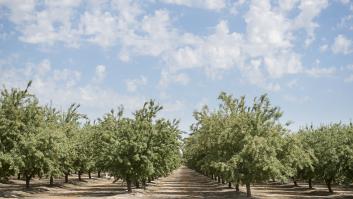 El fruto seco más saludable se muere en España