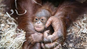 Nace el orangután llamado a crear una nueva especie