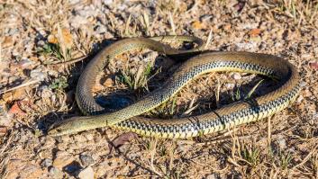 Una serpiente de dos metros se cuela en un inodoro de Almería: "Daba siete vueltas"