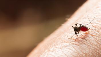 Confirman la presencia del Virus del Nilo en mosquitos capturados en La Puebla del Río (Sevilla), Jerez y Vejer (Cádiz)