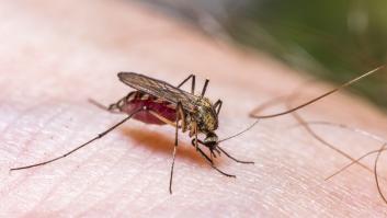La vitamina que repele a los mosquitos: qué comer para que te piquen menos