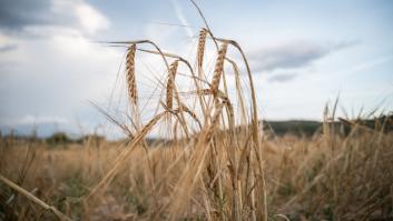 Aprueban el cultivo de un trigo antisequía