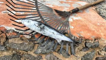Un pez globo 'carnívoro' ataca a una familia de Canarias