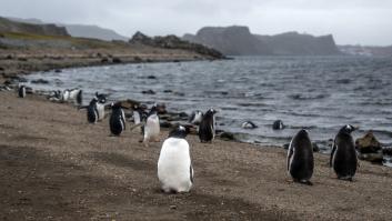 Científicos alertan de eventos extremos en la Antártida: "Absolutamente desconcertante"