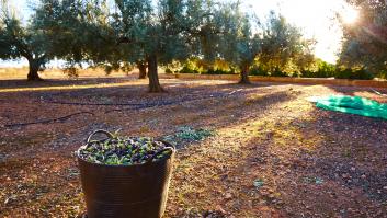 Un pueblo permite a sus vecinos recoger las aceitunas para hacer su propio aceite de oliva