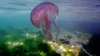 Las falsas medusas causan estragos en playas españolas
