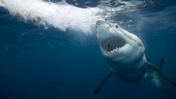 Un biólogo resuelve la razón del avistamiento de un tiburón blanco en España