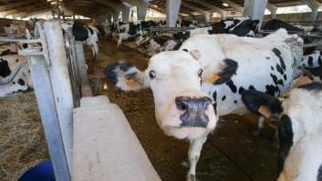 Las vacas españolas estrenan el innovador collar anti ola de calor