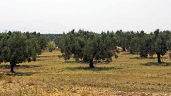 Túnez reta a España con el aceite de oliva