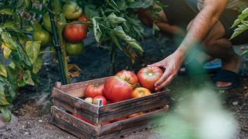 El inusual truco para que los tomates crezcan grandes y jugosos: solo necesitas un huevo