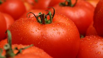 El tomate altamente resistente manda un aviso a España