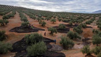 La ley del más fuerte en el riego del olivo causa un desastre medioambiental