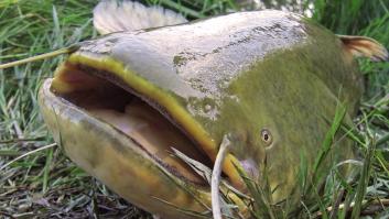 El pez monstruoso del Ebro enamora a centroeuropeos y arrastra un negocio millonario