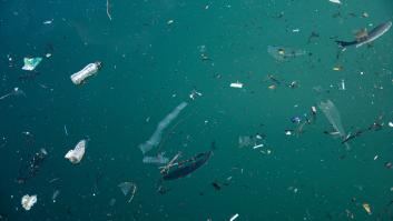 Las 10 especies de pescados que salen del mar más contaminado de Europa