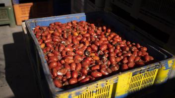 Marruecos desestabiliza el tomate español