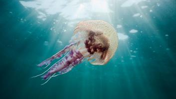 Una ‘nueva’ medusa cierra varias playas españolas
