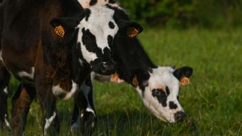 Una nutricionista explica los tipos de leche de vaca que existen y cuál es mejor