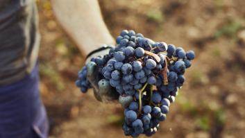 Denuncian 'trampas' con la uva del vino español