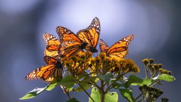 El cambio climático empuja a las mariposas monarca hacia España