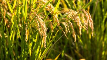 La UE da luz verde al arroz rico en sustancias prohibidas