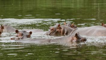 Dos países se reparten 70 hipopótamos de Pablo Escobar
