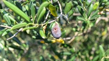 Encienden las alarmas en los olivos por la mosca negra