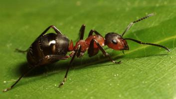 La agresiva hormiga roja está a punto de entrar en España